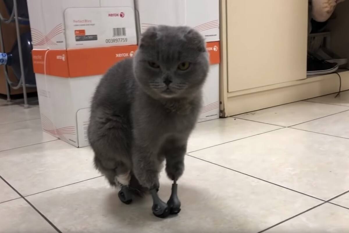 Gata camina de nuevo gracias a sus cuatro patas de titanio impresas en 3D
