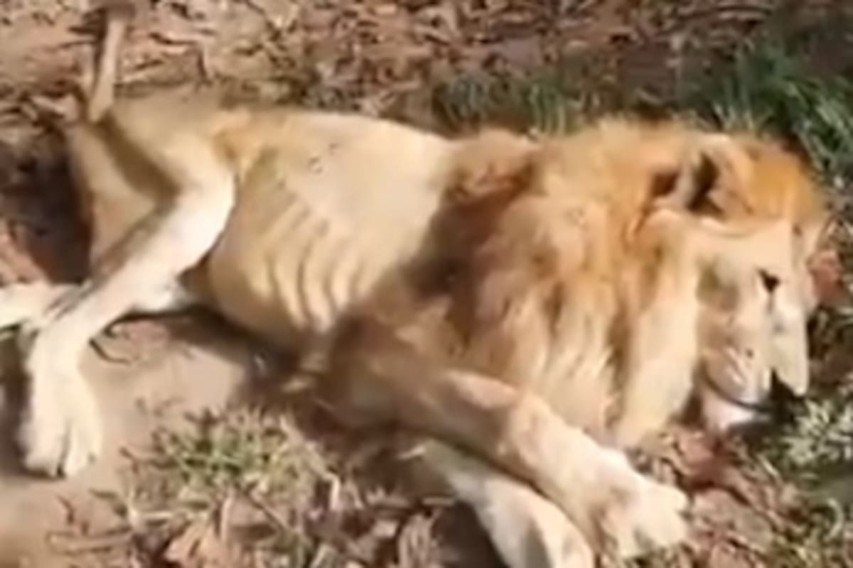 Rescatan a Júpiter; un león desnutrido que estaba al borde de la muerte