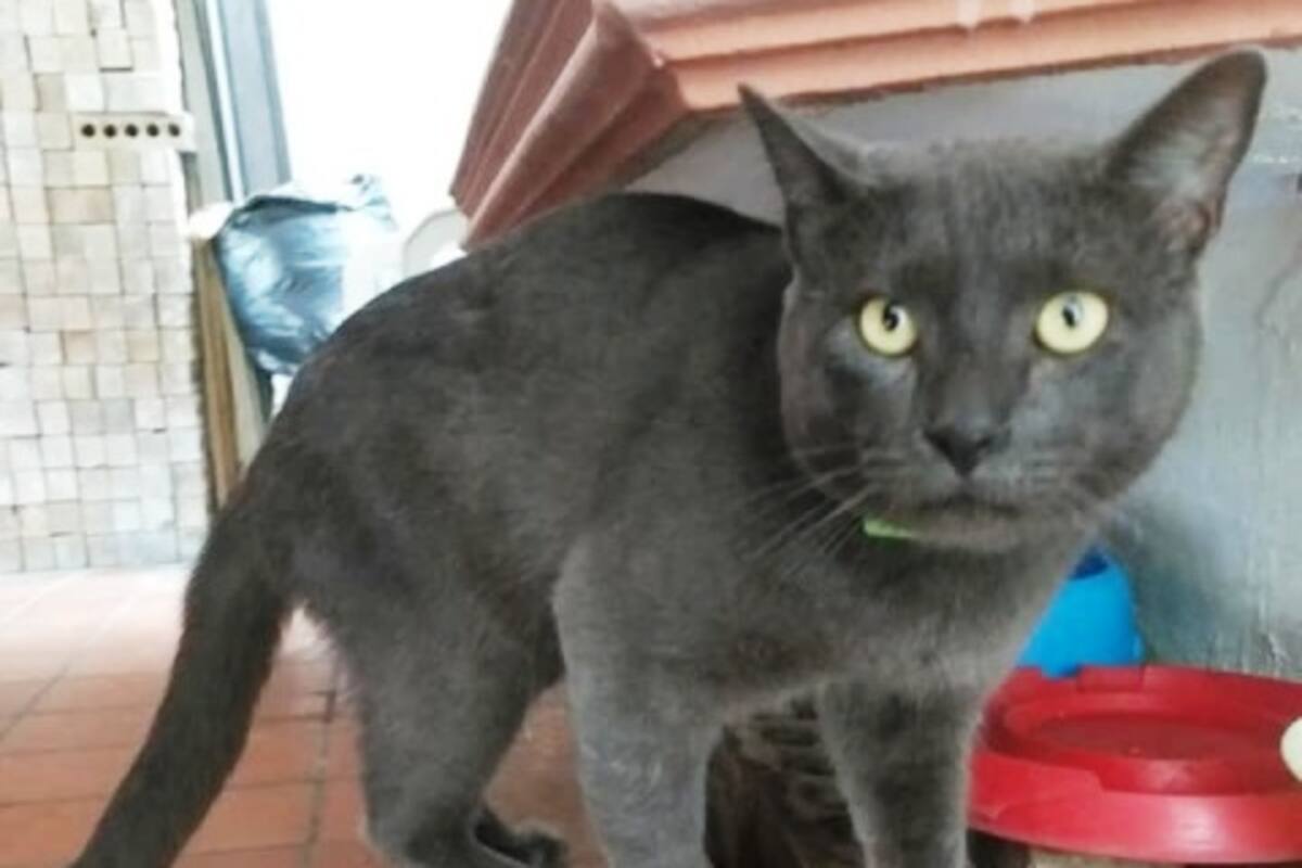 “Él me engañó”: Gato astuto tenía dos familias