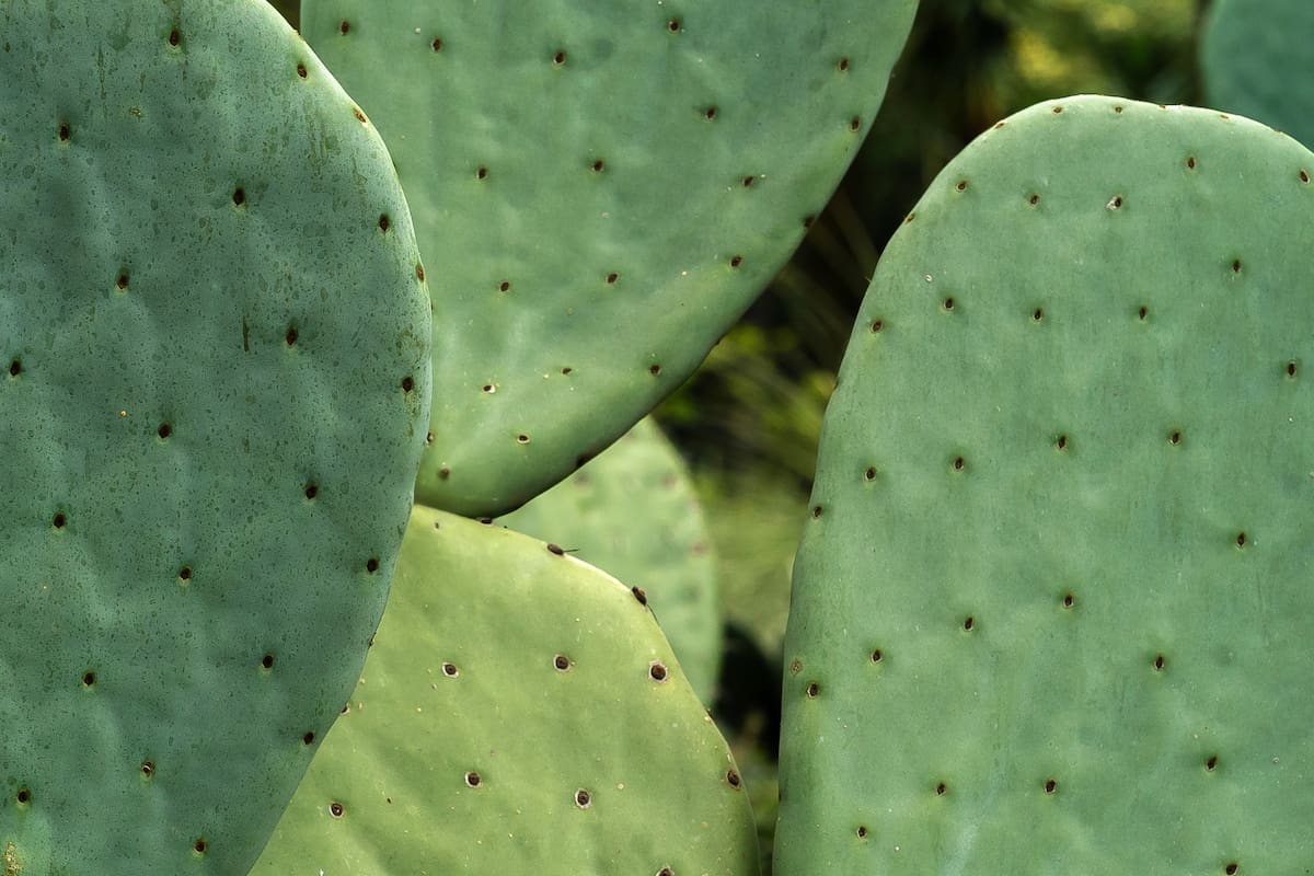 Estos son los beneficios de comer nopal, según expertos