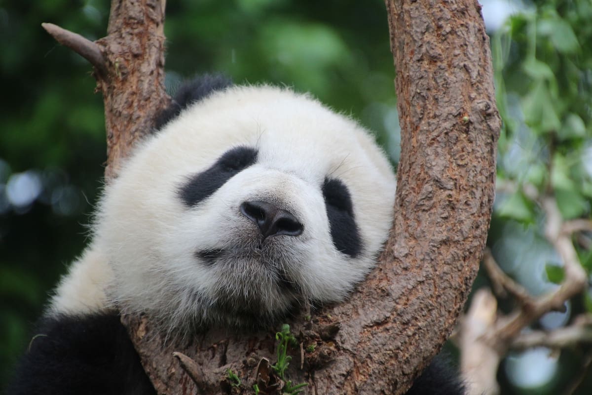China: Así es un fósil de panda gigante de más de 100 mil años de antigüedad