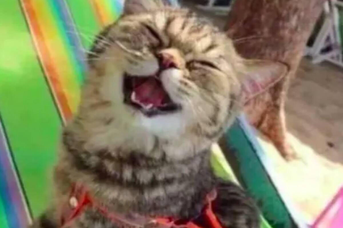 Así reaccionó esta gatita al conocer el mar