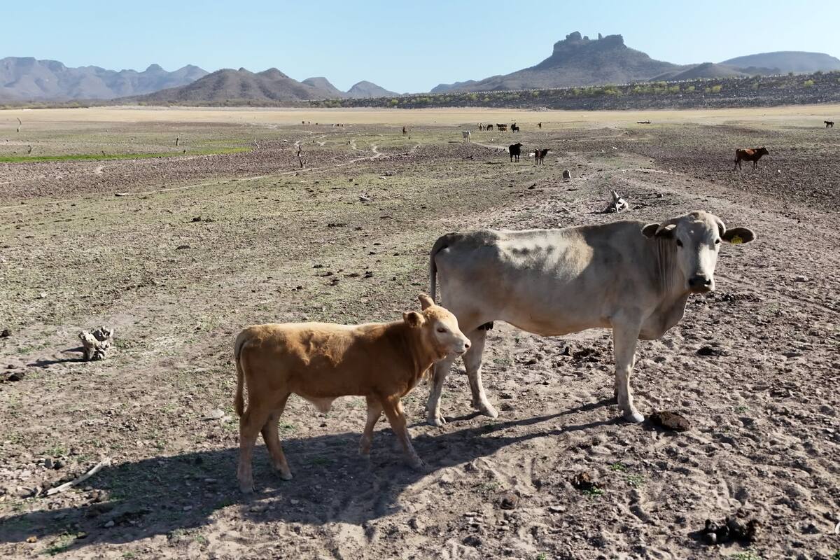 Exportación ganadera genera al Estado 2 mil millones de pesos