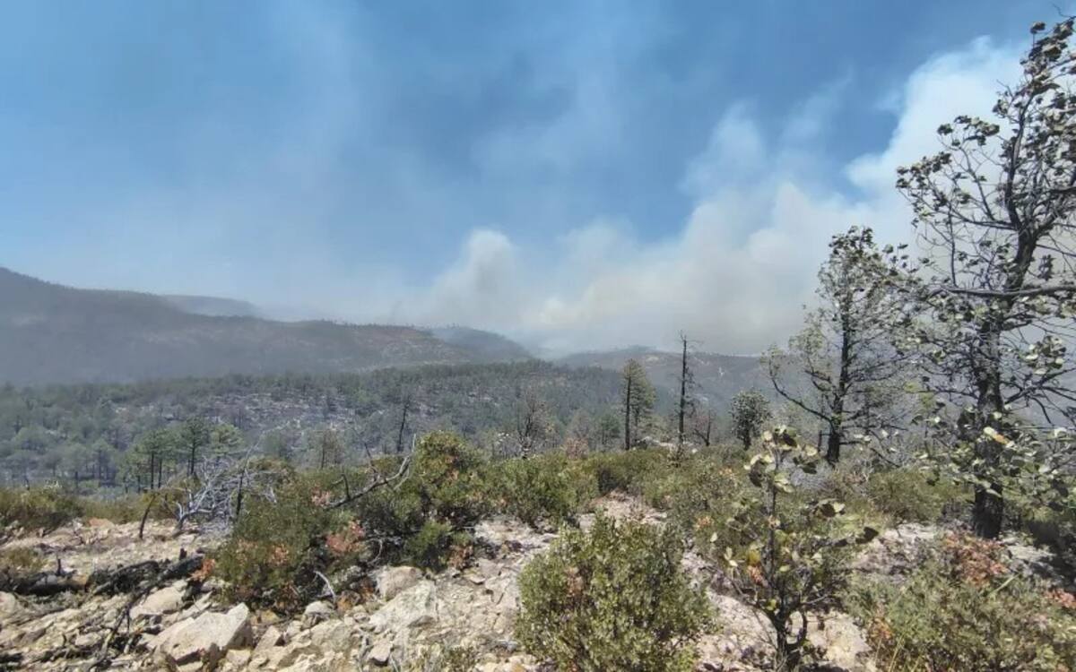 Se registra incendio forestal en Guerrero, Chihuahua| Crédito: Gobierno del estado de Sonora