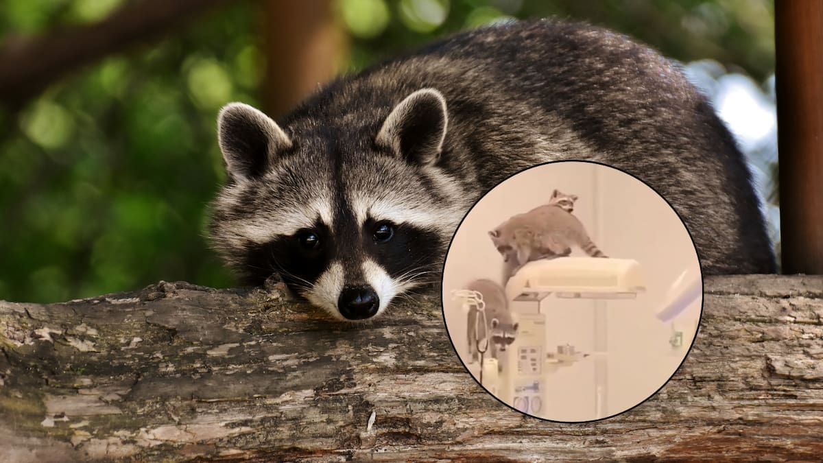 Captan a tres mapaches en el área de quirófanos del nuevo hospital del ISSSTE en Acapulco; autoridades explican qué ocurrió