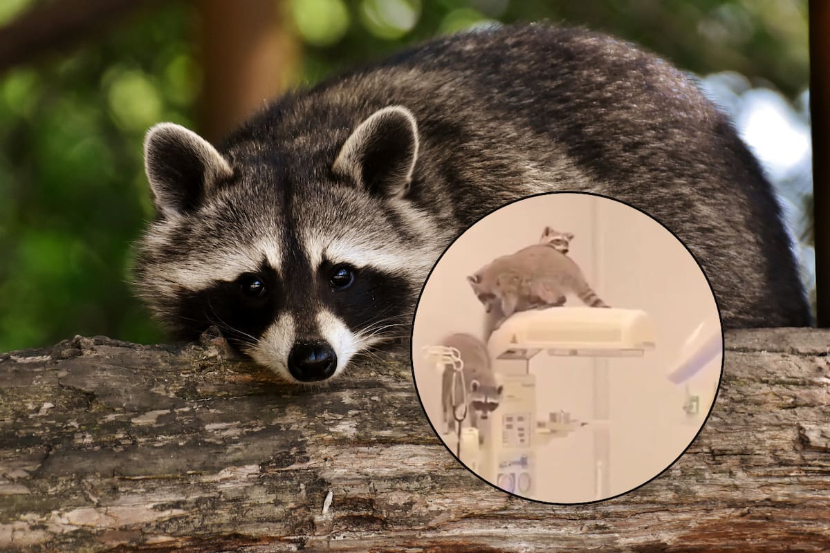 Captan a tres mapaches en el área de quirófanos del nuevo hospital del ISSSTE en Acapulco; autoridades explican qué ocurrió