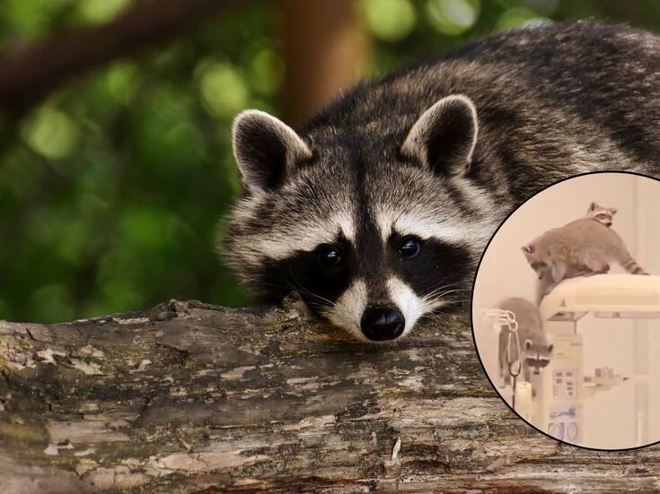 Captan a tres mapaches en el área de quirófanos del nuevo hospital del ISSSTE en Acapulco; autoridades explican qué ocurrió