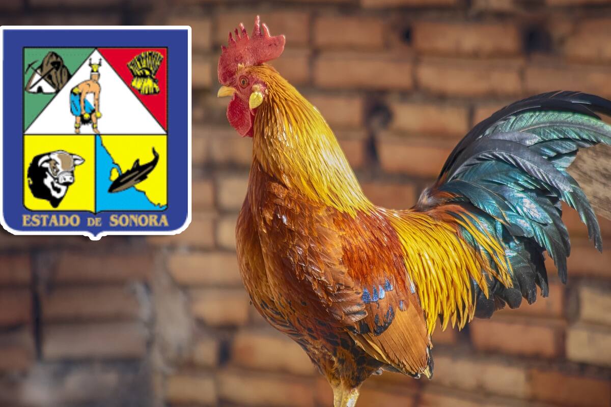 “Queremos seguir trabajando”: Galleros ante Ley de Protección y Bienestar Animal de Sonora