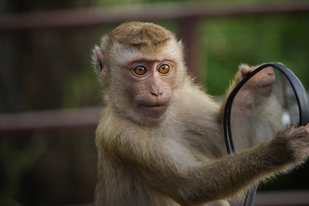 VIDEO: Monos roban muestras de Covid-19 en India