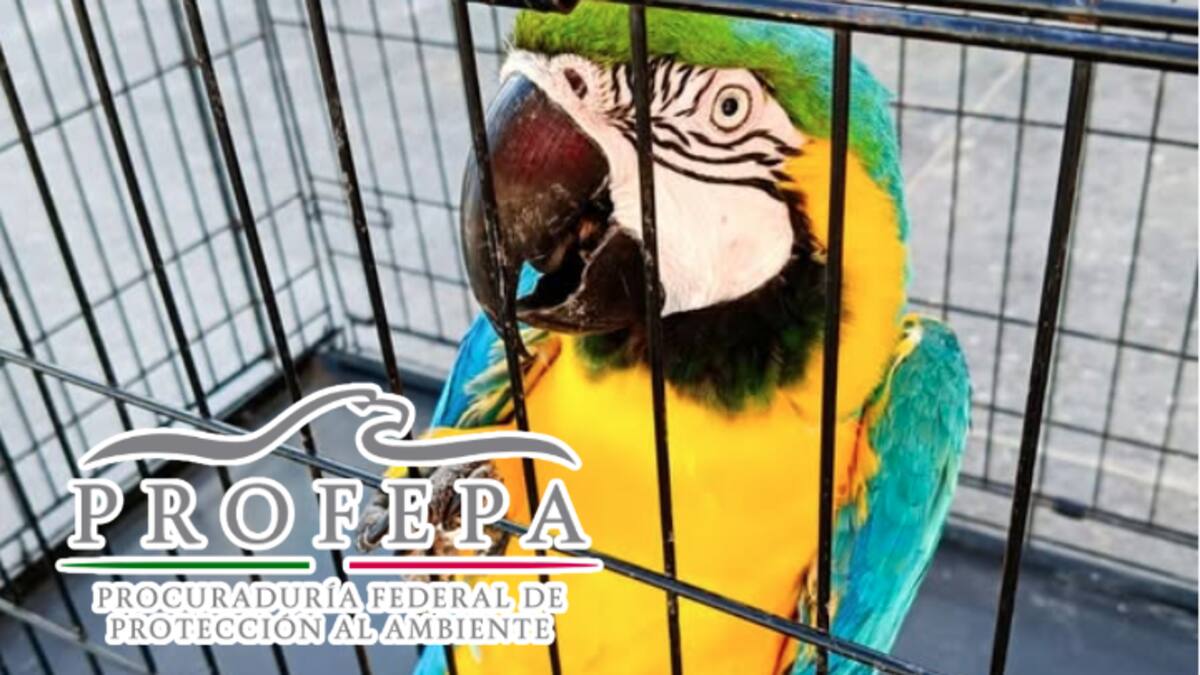 Cateo revela zoológico clandestino en Tabasco: hallan guacamayas, loros, avestruces y una cebra en domicilio vigilado por personas armadas