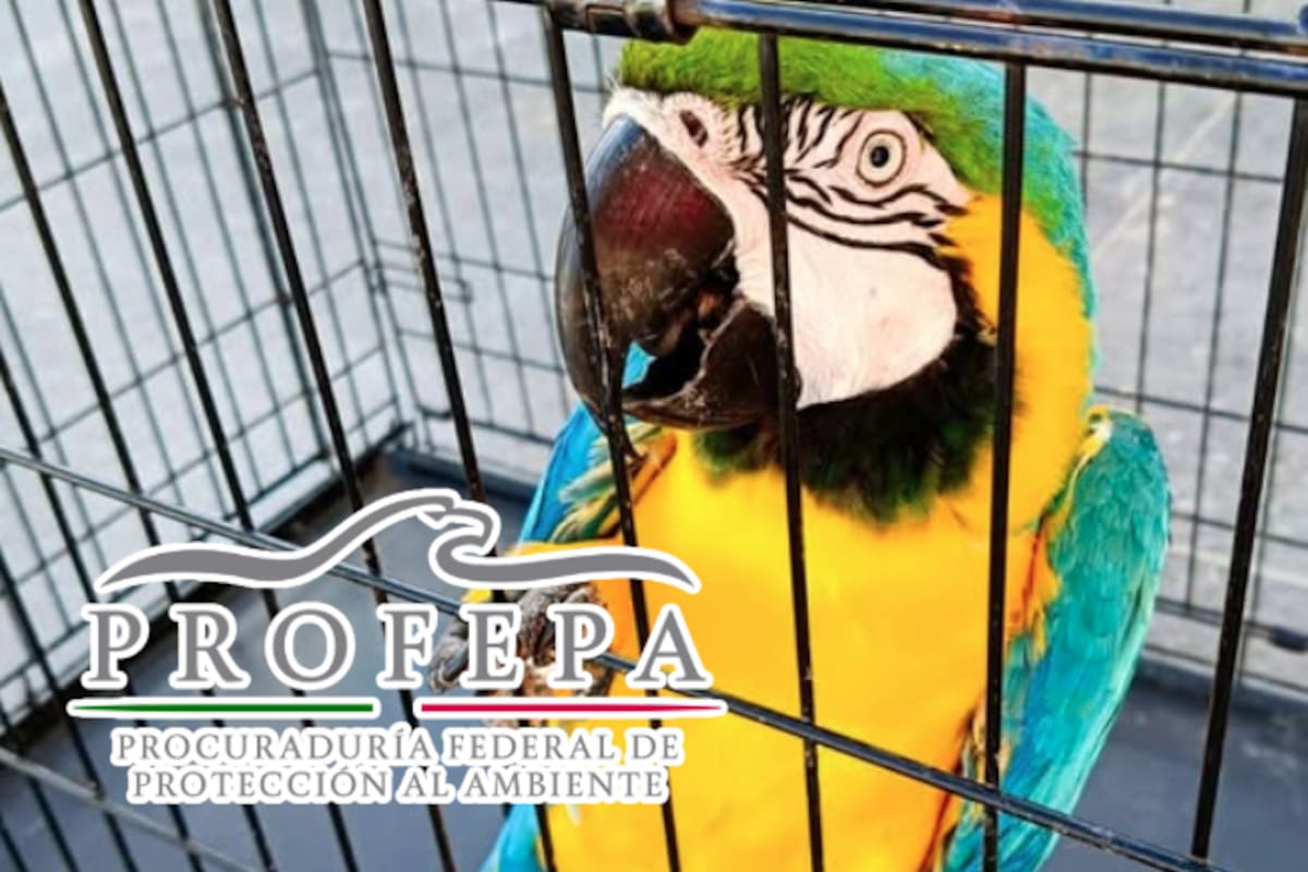 Cateo revela zoológico clandestino en Tabasco: hallan guacamayas, loros, avestruces y una cebra en domicilio vigilado por personas armadas