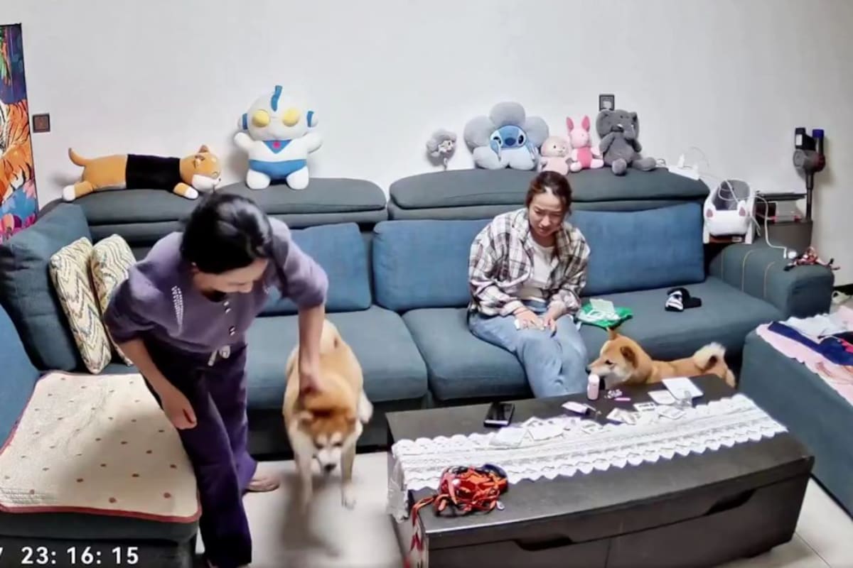 Mujer le da una paliza a su perro tras morder a su hija y en redes se abre debate al respecto