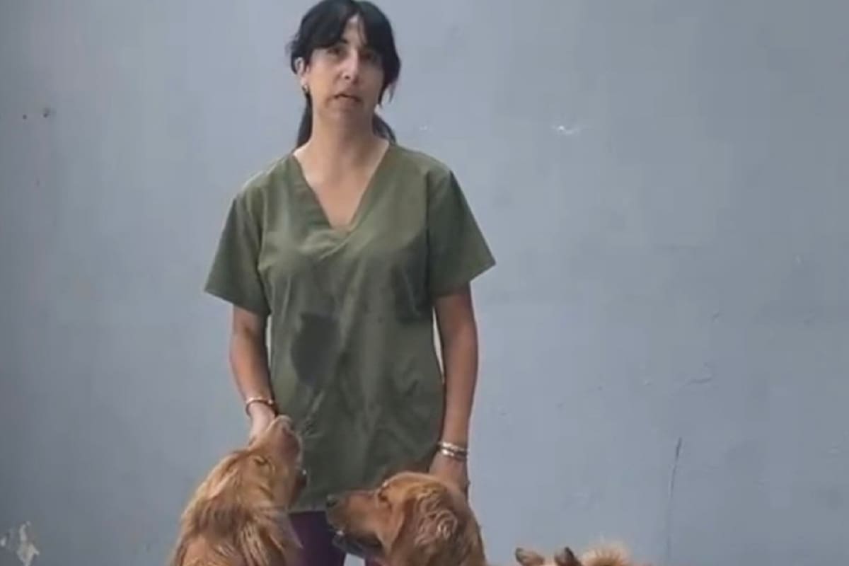En el Día Mundial del Perro, invitan a adoptar y dar una segunda oportunidad