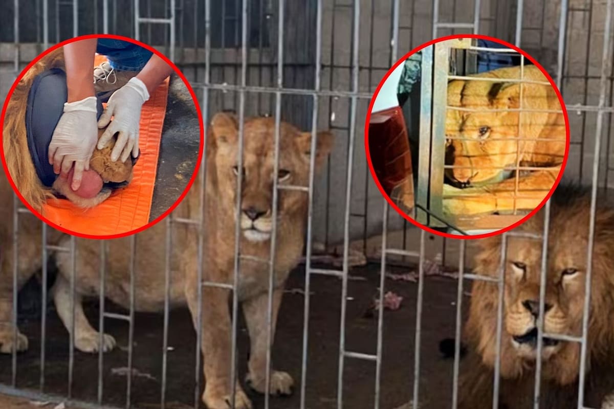 Autoridades rescatan a dos leones africanos en Puebla y los trasladan a un refugio