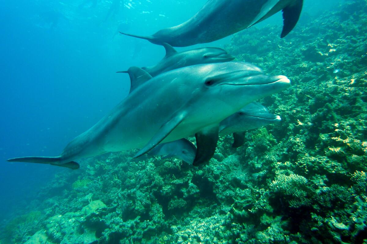 Por qué los delfines, los gatos y otros carnívoros no son capaces de sentir el sabor dulce