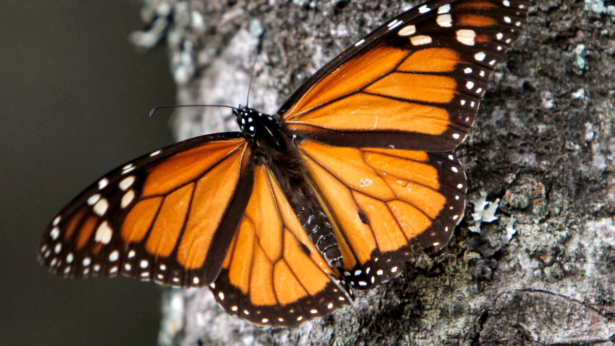 Población de mariposa monarca crece 64% en México en 2025-2026 y alcanza 2.93 hectáreas tras condiciones climáticas más favorables y menor sequía