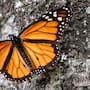 Población de mariposa monarca crece 64% en México en 2025-2026 y alcanza 2.93 hectáreas tras condiciones climáticas más favorables y menor sequía
