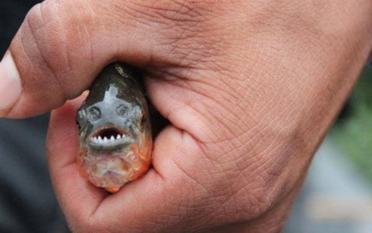 Capturan supuesta piraña en Tabasco. Foto: Redes sociales