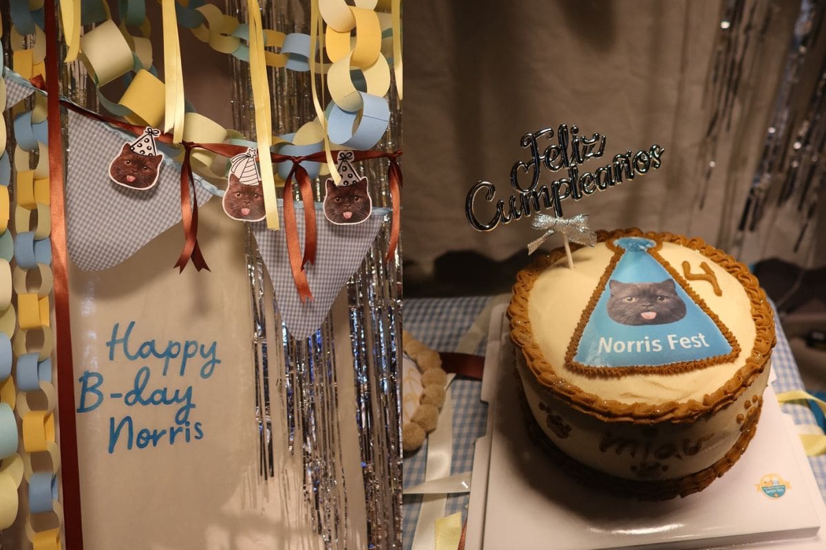 Karime Pindter celebra el cumpleaños de su gato, Norris | Instagram @karimepindter