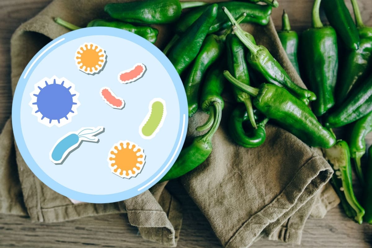 ¿Los chiles jalapeños empacados en Nuevo León traían Salmonella? Esto concluye Cofepris tras análisis de 10 muestras