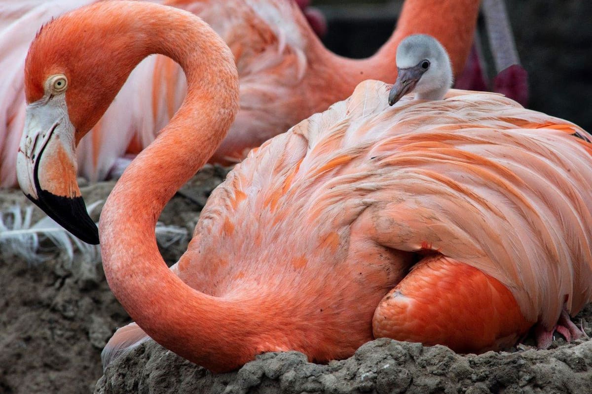 Nacen 8 flamingos en SeaWorld San Diego