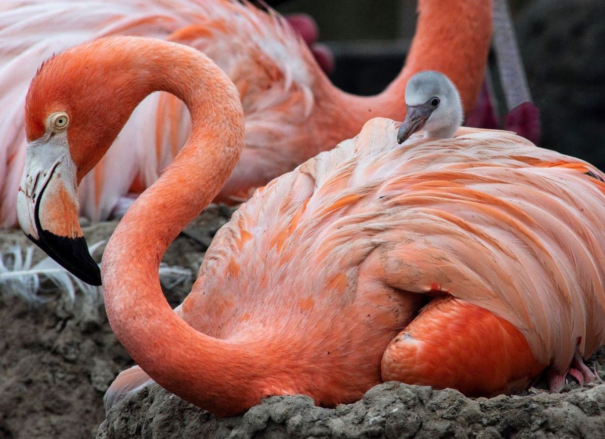 ARCHIVO. El parque acuático de San Diego dio la bienvenida a ocho adorables polluelos de flamencos. Foto: Cortesía