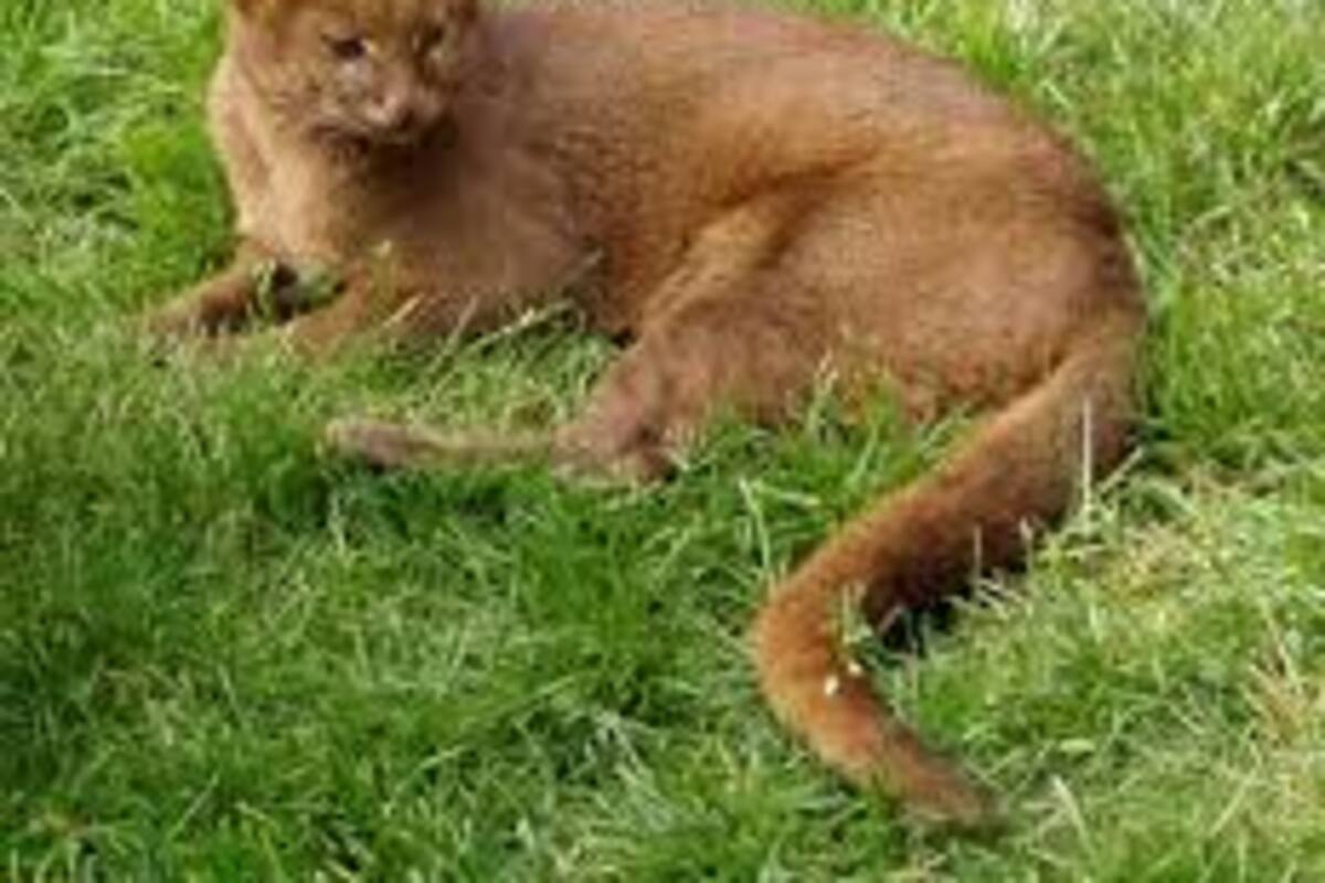 Puma en peligro de extinción aparece en el patio de una casa