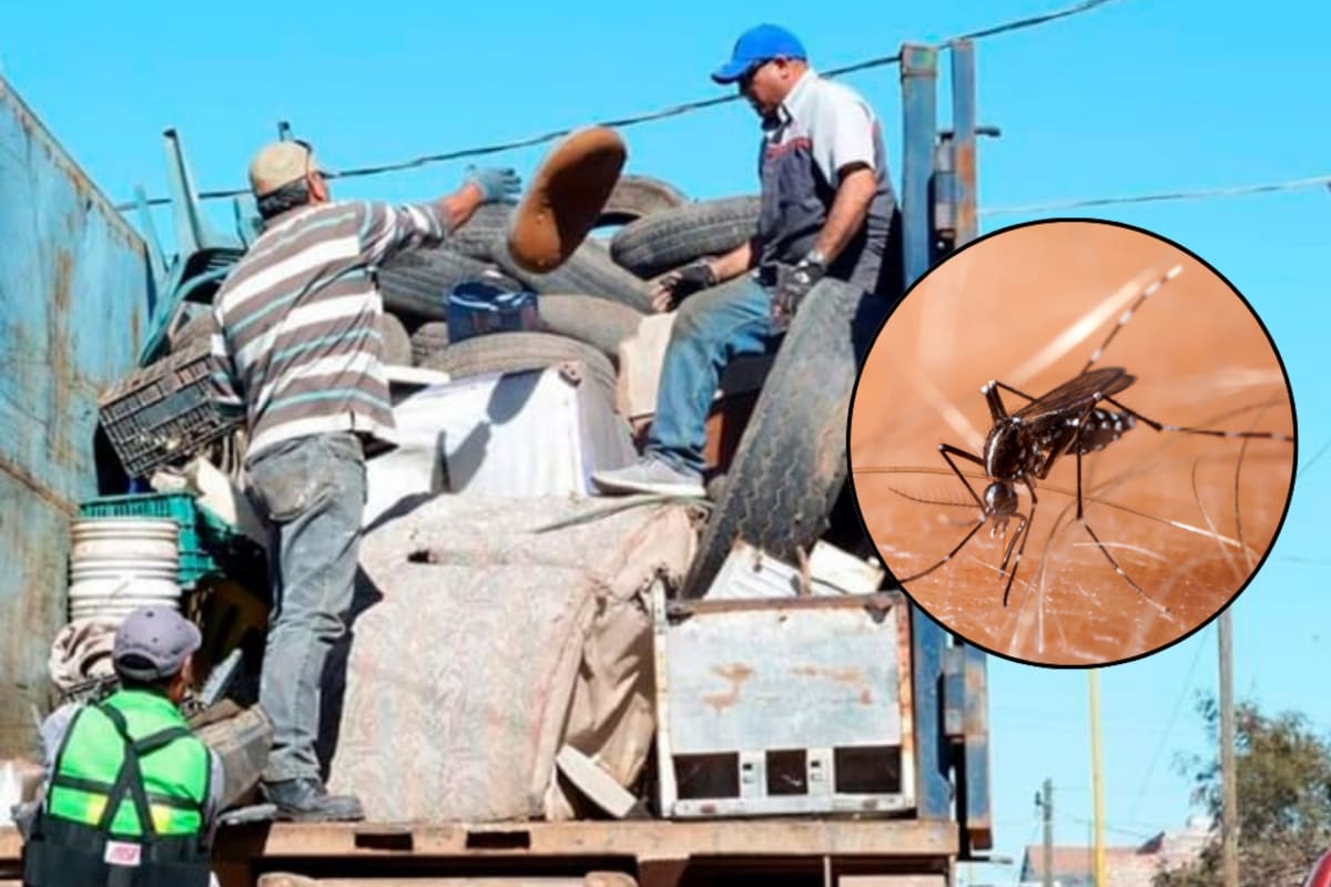 Dan batalla al dengue en CO