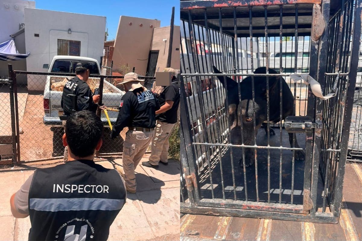 Rescatan a perro pitbull en condiciones de maltrato durante cateo en Hermosillo