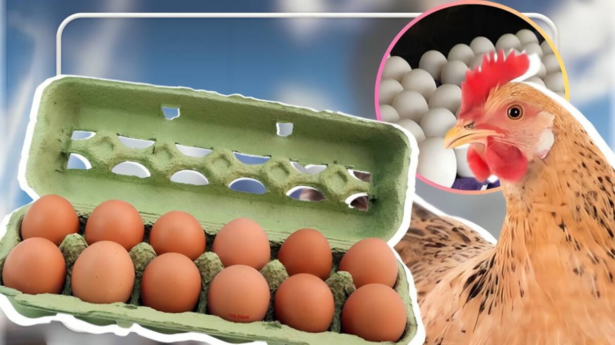 Aunque hasta el momento no se han reportado casos de enfermedades relacionadas con estos productos, las autoridades instan a los consumidores a no consumir los huevos afectados.