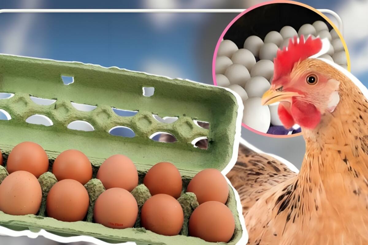 Retiran 345 mil docenas de huevos por estar contaminados con salmonela en Estados Unidos