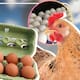 Alerta por salmonela: FDA eleva a Clase I el retiro de casi 19 millones de huevos en EEUU
