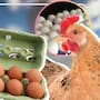 Alerta por salmonela: FDA eleva a Clase I el retiro de casi 19 millones de huevos en EEUU