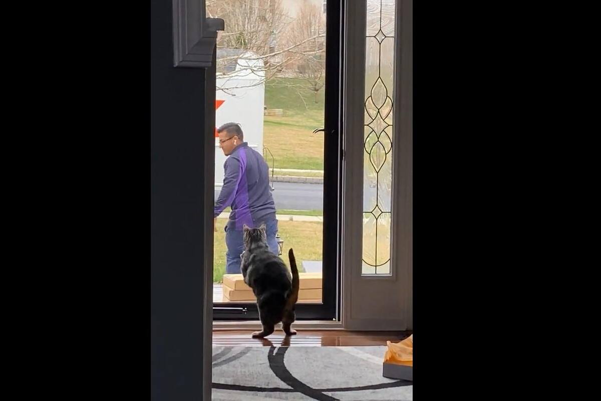 TIKTOK VIRAL: Gatito intenta espantar a repartidor que llega a su casa