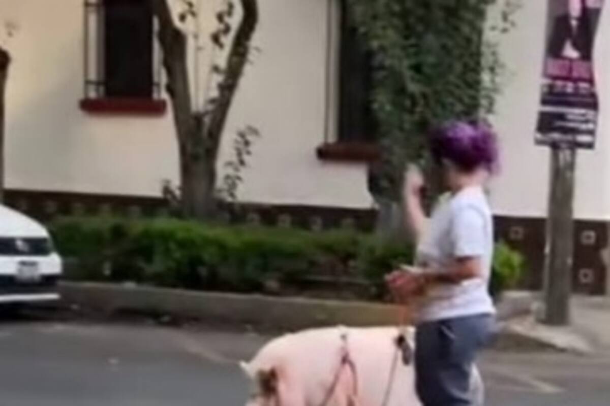 Joven paseando un cerdo por las calles de México