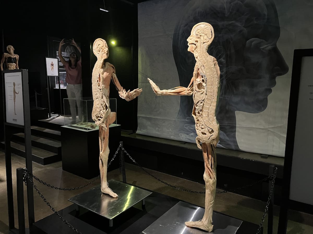 La exposición internacional "Our Body: El Universo Dentro" llegó a Caracol Museo de Ciencias, en Ensenada, con 14 cuerpos humanos reales y más de 150 piezas anatómicas.
Fotos: Jayme García.