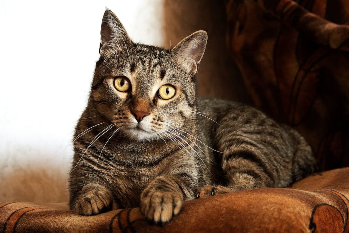 Día Internacional del Gato: Datos curiosos que no conocías de tu mascota