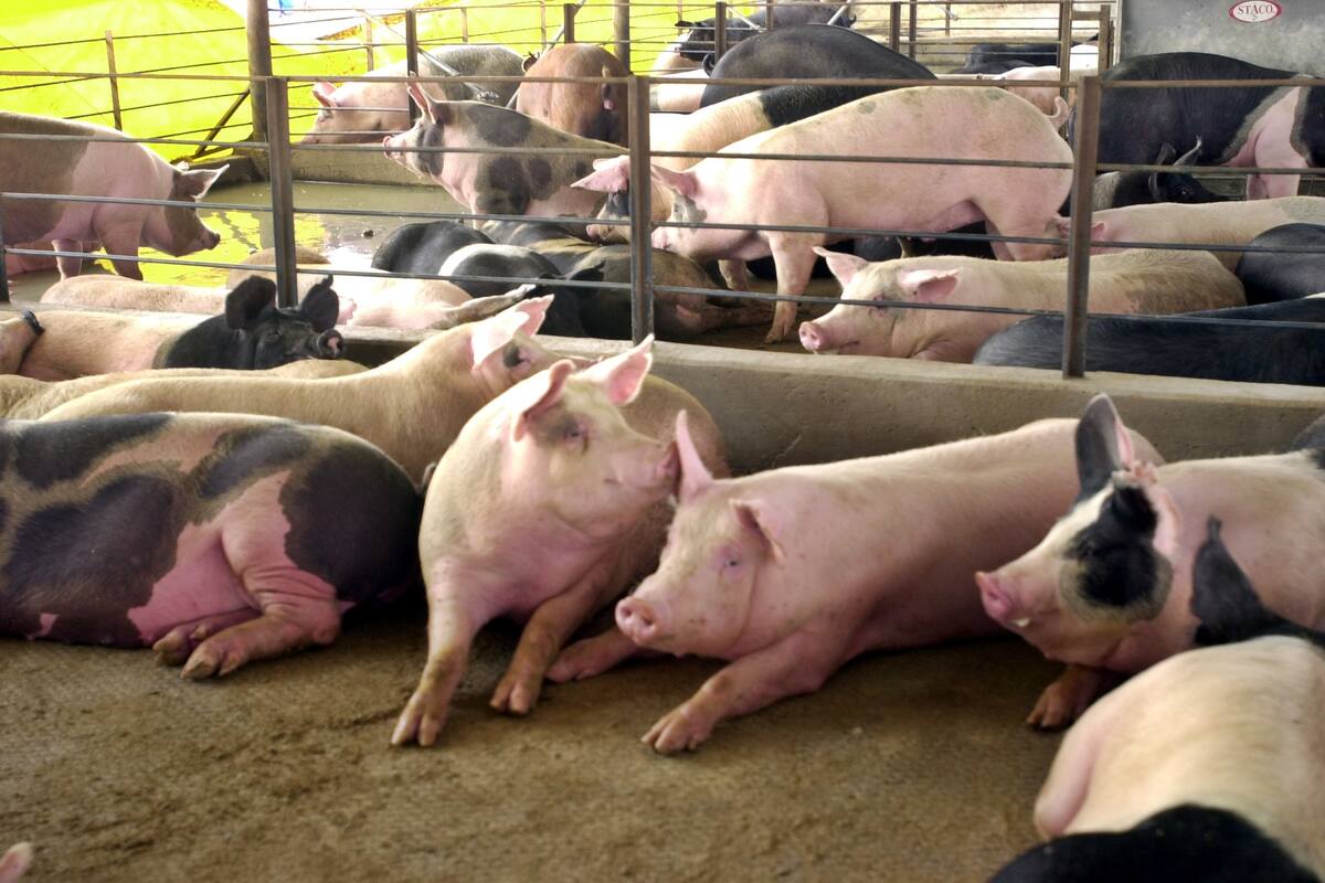 Segundo productor nacional: Sonora aporta más de 300 millones de toneladas de carne de puerco al año