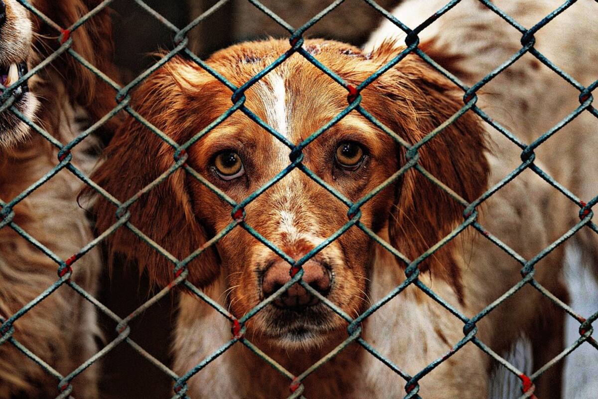 Donan comida envenenada a refugios animales en Ecuador