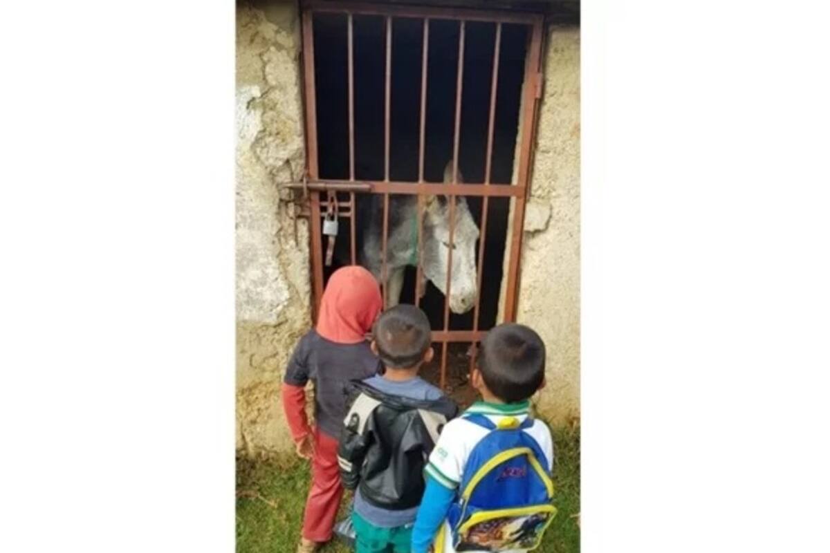 Encarcelan a burro por hacer destrozos en una parcela en Chiapas