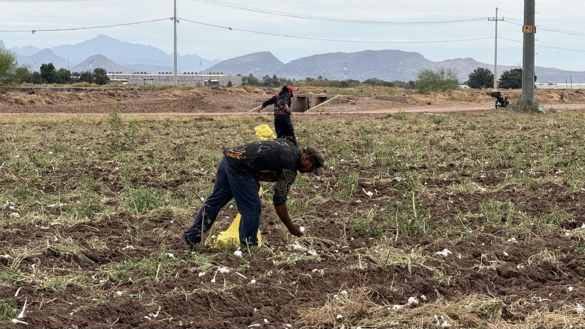 Hombres, mujeres y niños recorren los surcos en busca de cebollas rezagadas que los productores no alcanzan a recolectar durante la cosecha comercial.
