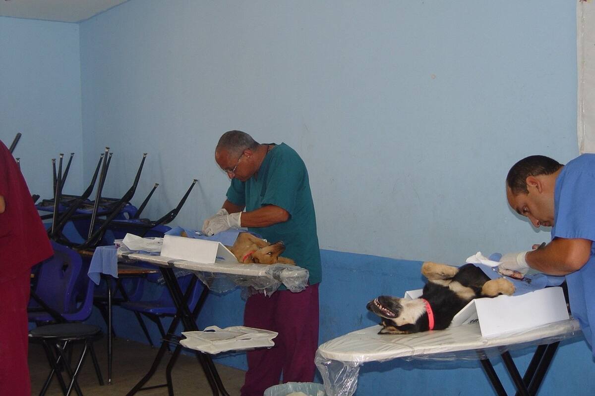 Invitan a jornada de esterilización de mascotas
