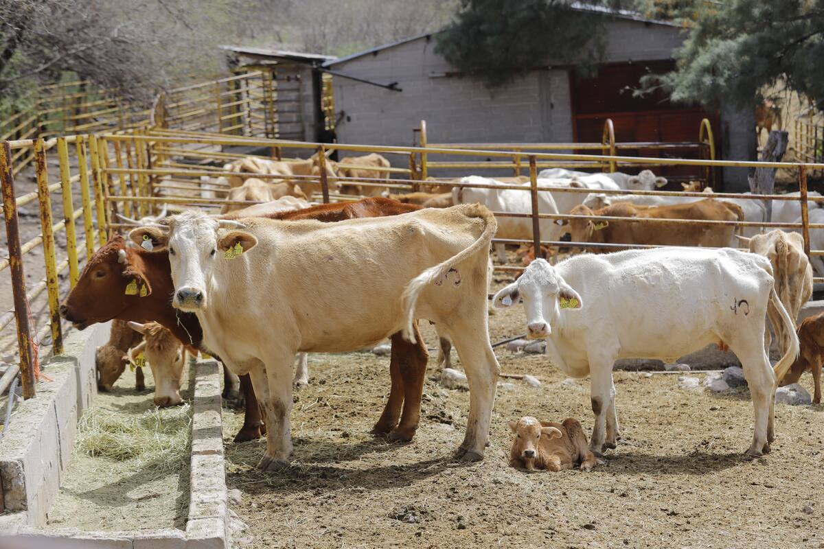 Vive ganadería del Sur de Sonora la peor crisis en 50 años: Productores