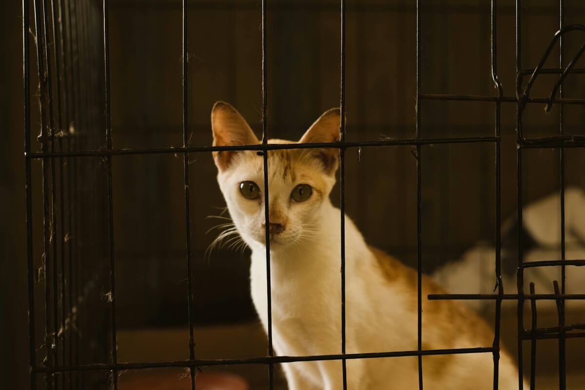 Un gato fue olvidado en la bodega de un avión durante un día entero en Nueva Zelanda