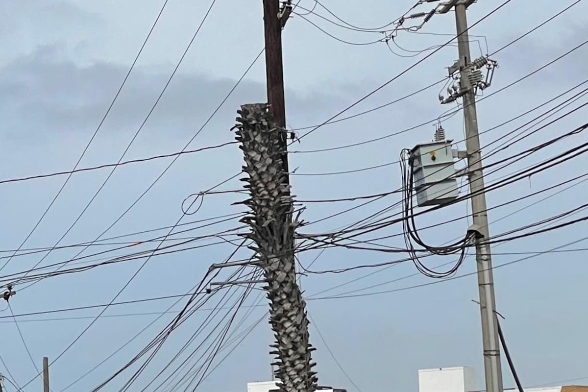 Suspenden poda de árboles y capacitarán a personal de CFE y Obras Públicas