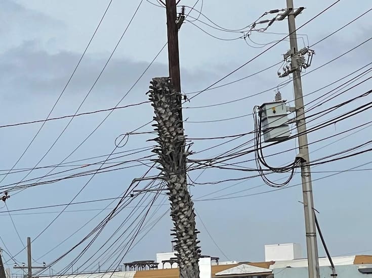 Suspenden poda de árboles y capacitarán a personal de CFE y Obras Públicas