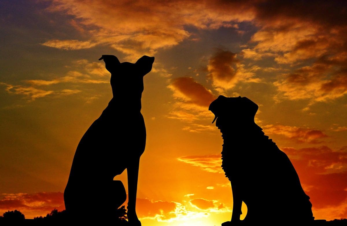 La vacante describe el perfil ideal como alguien con olfato sensible y afinidad con los animales. Foto: Especial (canva)