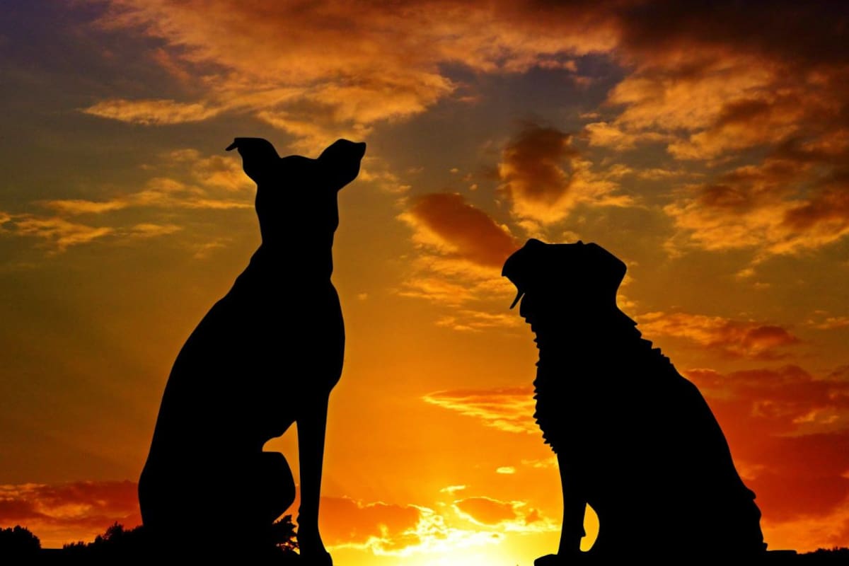 Cómo identificar señales de envejecimiento en perros y gatos no solo mejora su calidad de vida sino que permite prevenir enfermedades