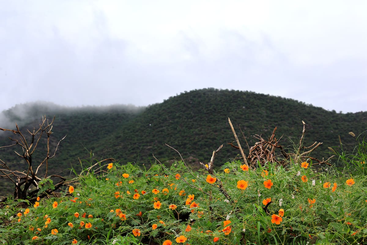 Clima para San Valentín en Sonora: Lluvias y bajas temperaturas marcarán el fin de semana