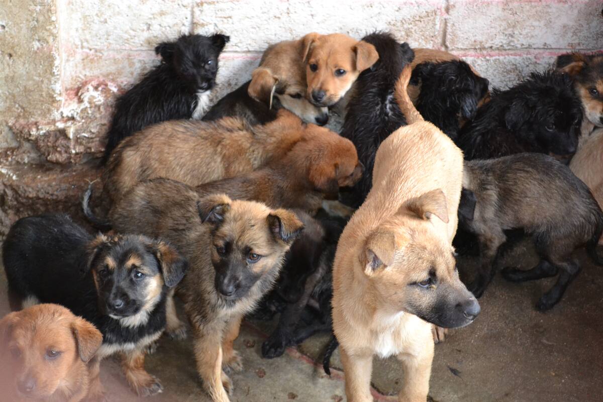 Animalistas pedirán quirófanos móviles
